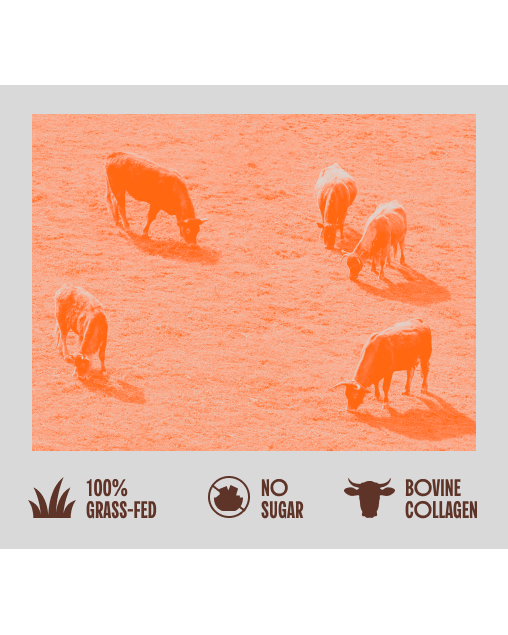 Beef protein isolate + Bovine Collagen